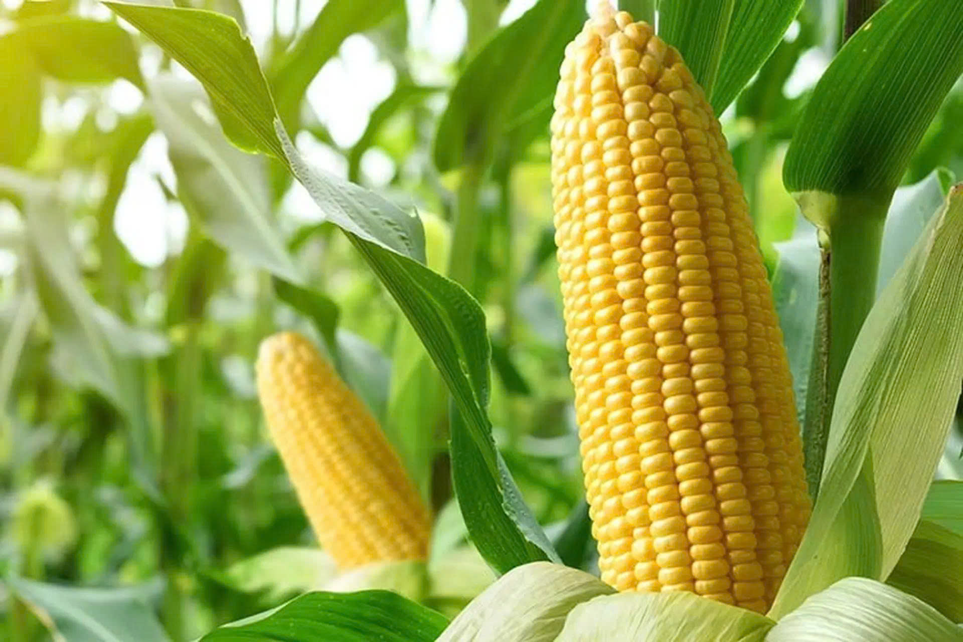 Hương Bắp  - Corn Flavour